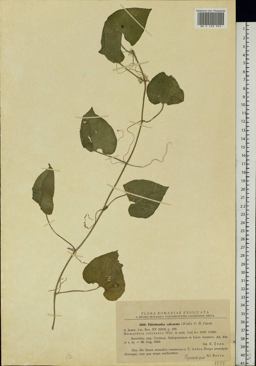Thladiantha dubia Bunge, Eastern Europe, West Ukrainian region (E13) (Ukraine)
