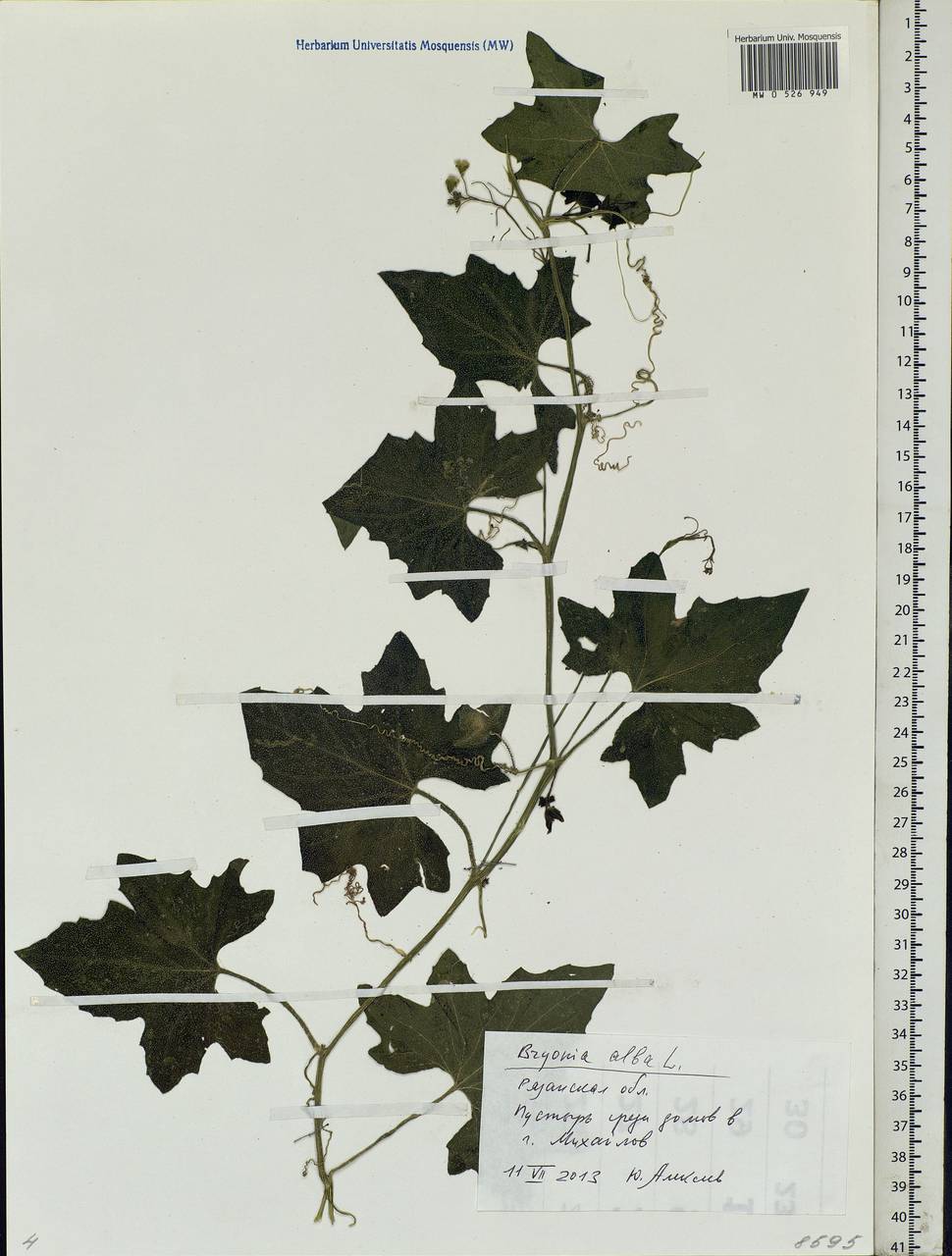 Bryonia alba L., Eastern Europe, Central region (E4) (Russia)