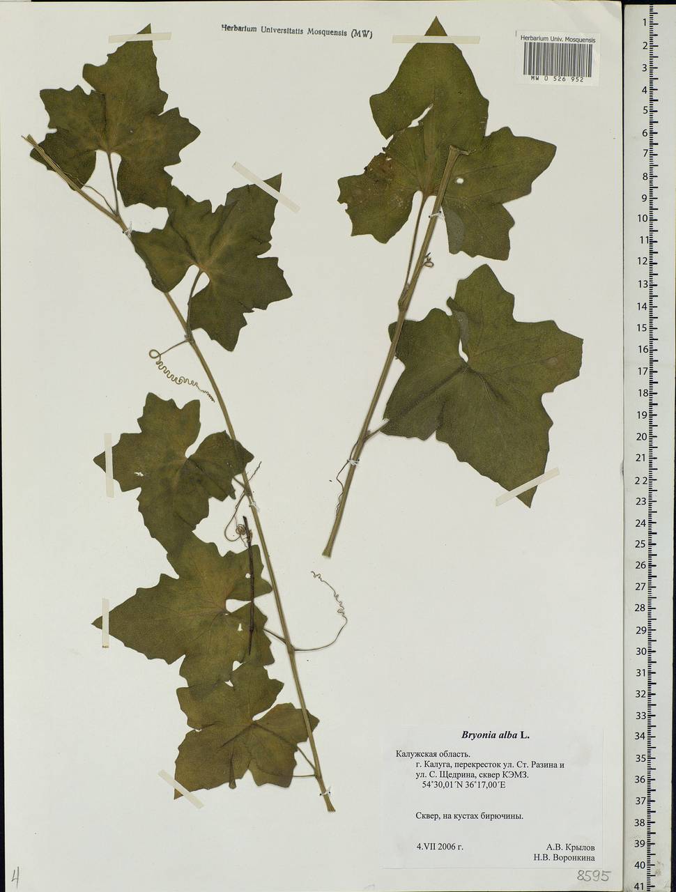 Bryonia alba L., Eastern Europe, Central region (E4) (Russia)