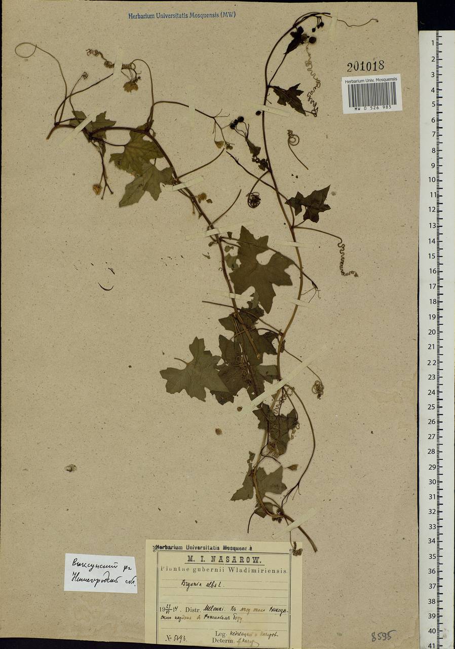 Bryonia alba L., Eastern Europe, Volga-Kama region (E7) (Russia)