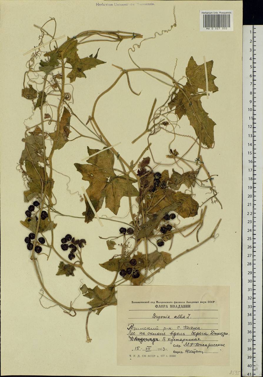 Bryonia alba L., Eastern Europe, Moldova (E13a) (Moldova)