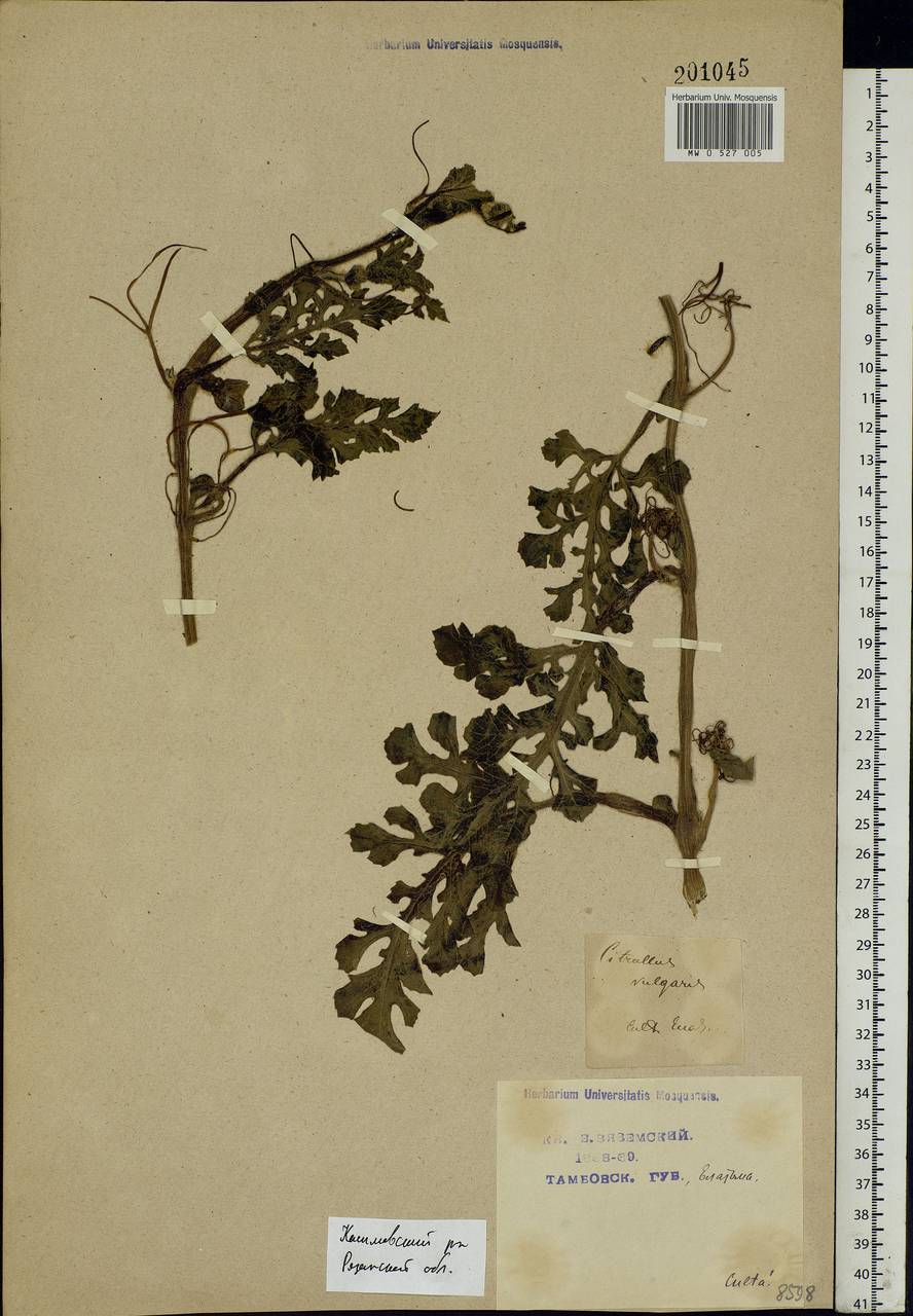 Citrullus lanatus (Thunb.) Matsumura & Nakai, Eastern Europe, Central region (E4) (Russia)