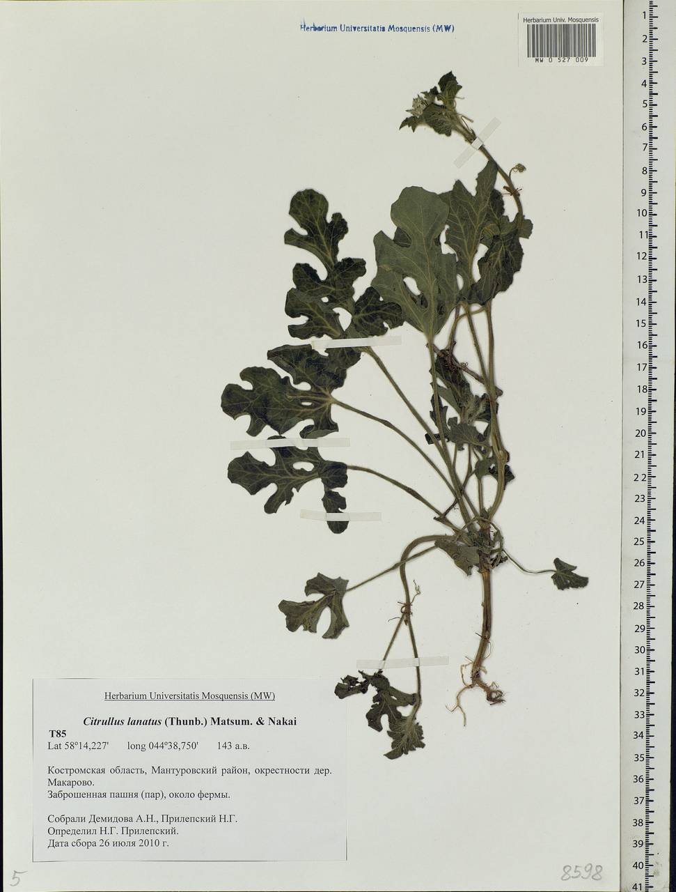 Citrullus lanatus (Thunb.) Matsumura & Nakai, Eastern Europe, Central forest region (E5) (Russia)