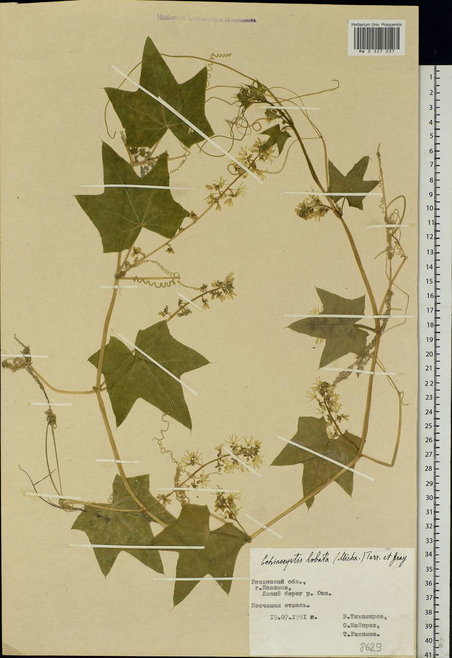Echinocystis lobata (Michx.) Torr. & Gray, Eastern Europe, Central region (E4) (Russia)