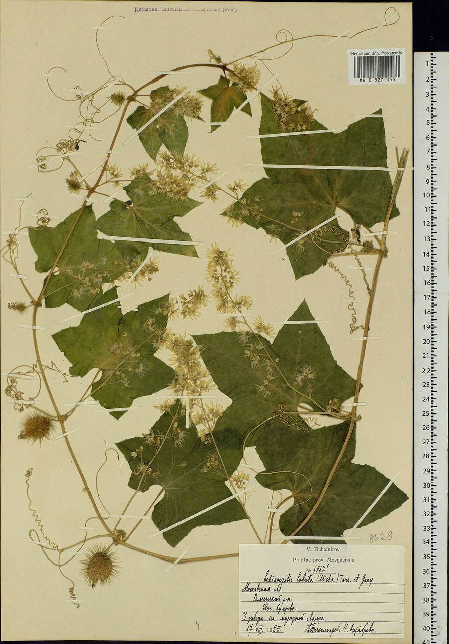 Echinocystis lobata (Michx.) Torr. & Gray, Eastern Europe, Moscow region (E4a) (Russia)