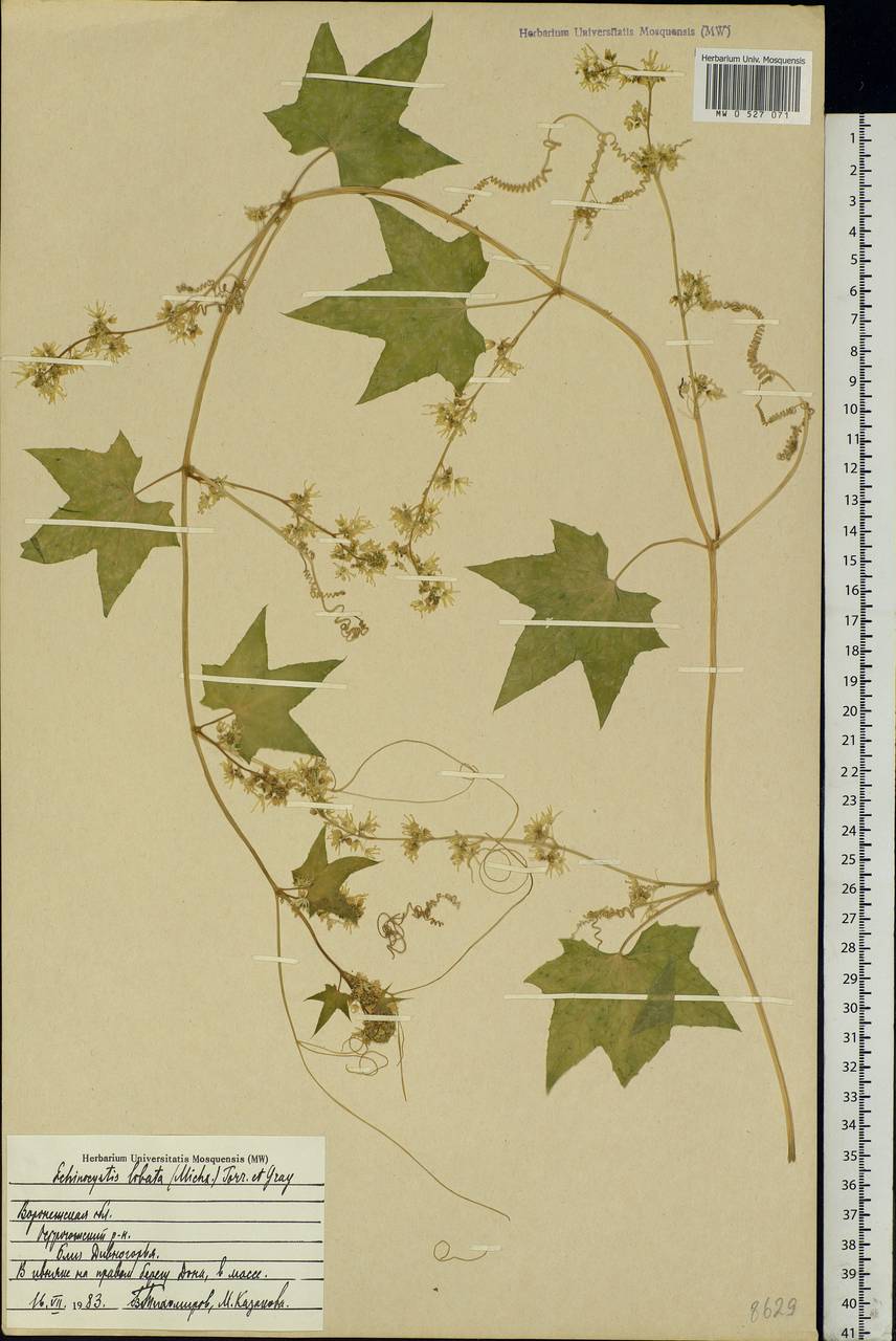 Echinocystis lobata (Michx.) Torr. & Gray, Eastern Europe, Central forest-and-steppe region (E6) (Russia)