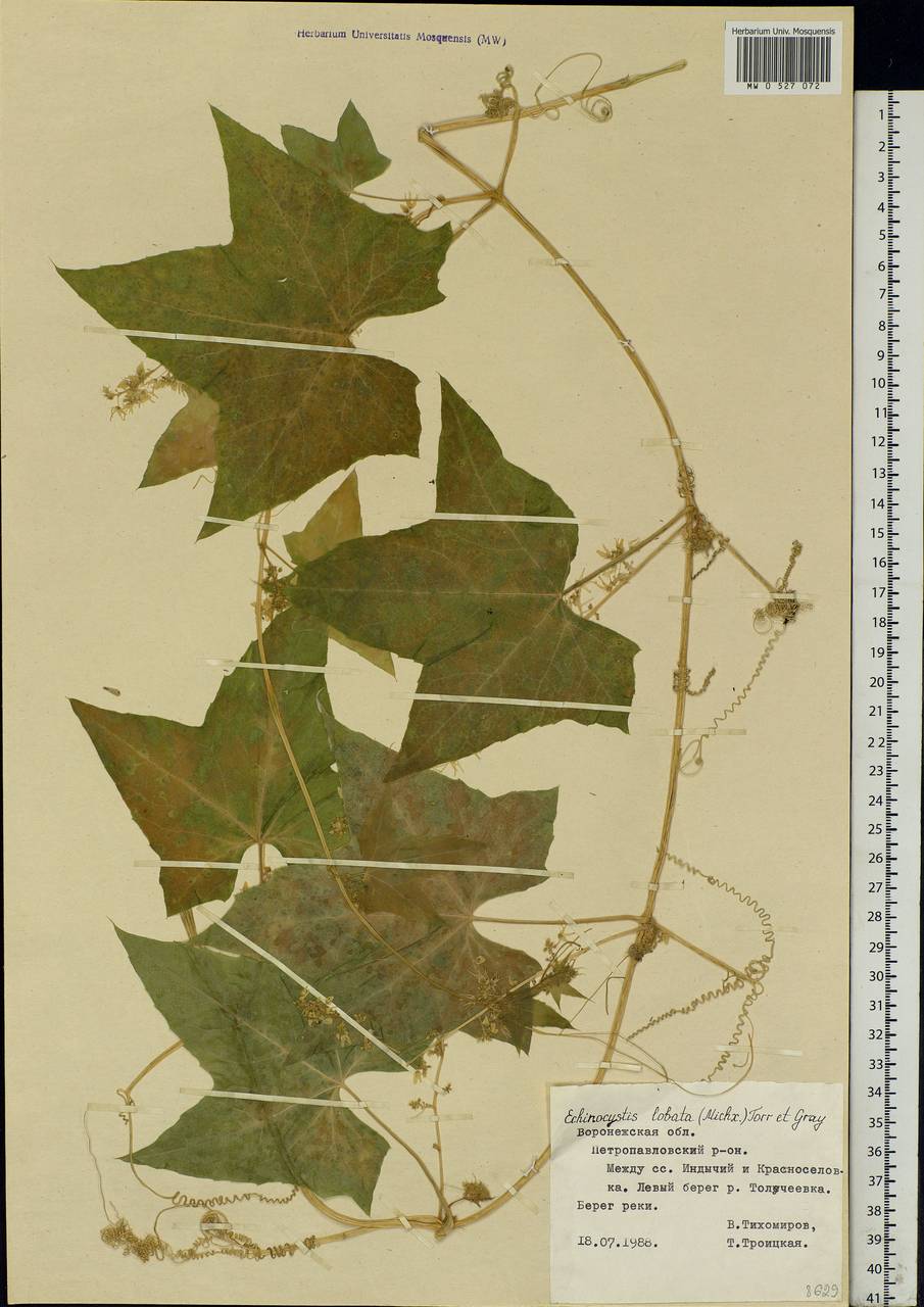 Echinocystis lobata (Michx.) Torr. & Gray, Eastern Europe, Central forest-and-steppe region (E6) (Russia)