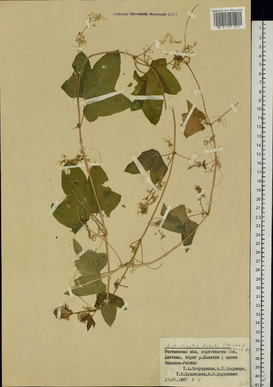 Echinocystis lobata (Michx.) Torr. & Gray, Eastern Europe, Rostov Oblast (E12a) (Russia)