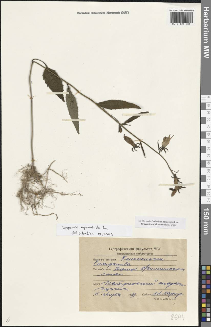 Campanula rapunculoides L., Eastern Europe, Moscow region (E4a) (Russia)