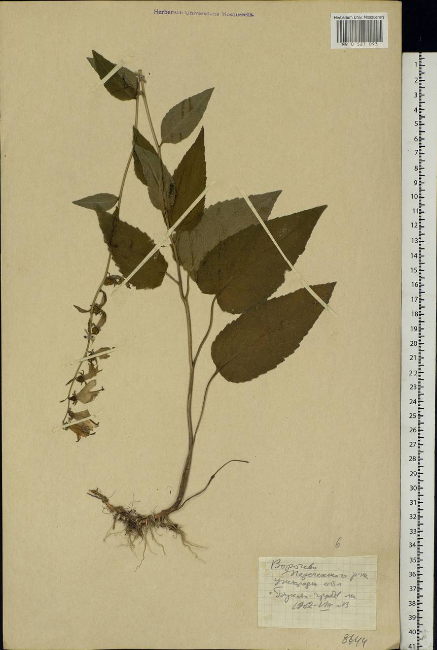 Campanula, Eastern Europe, West Ukrainian region (E13) (Ukraine)