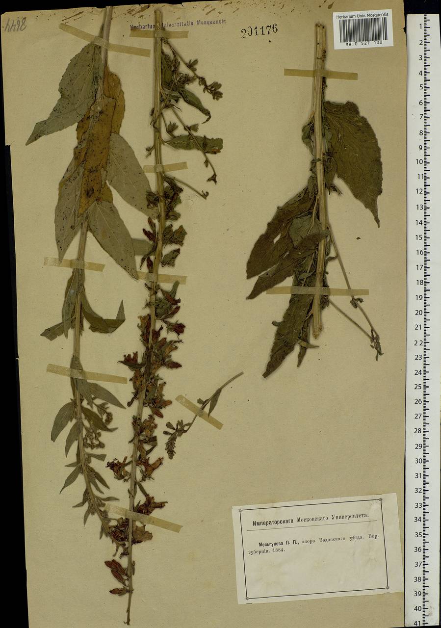 Campanula, Eastern Europe, Central forest-and-steppe region (E6) (Russia)