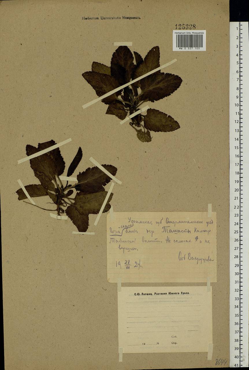Campanula, Eastern Europe, Eastern region (E10) (Russia)