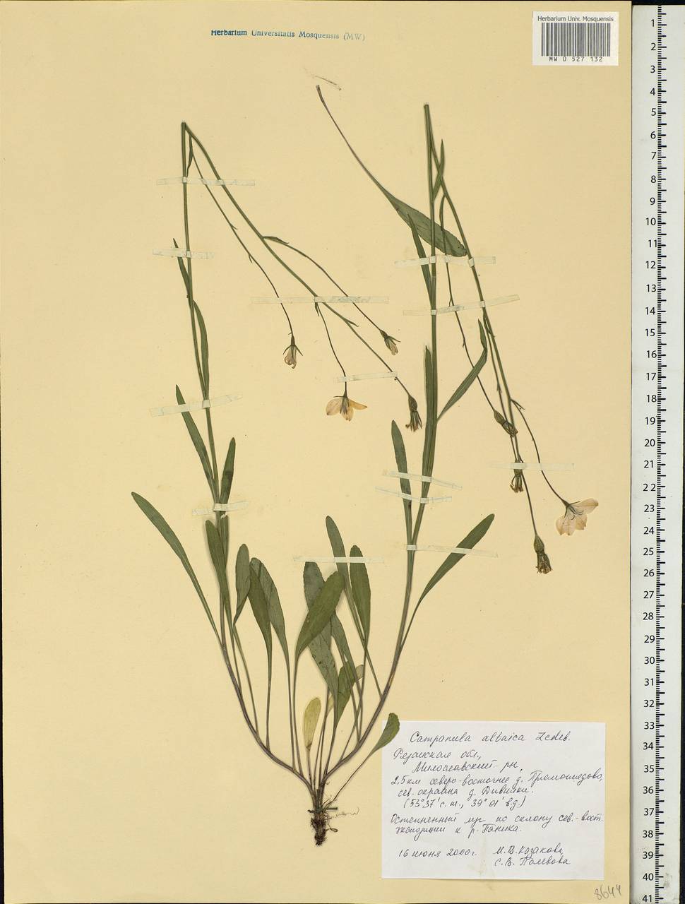 Campanula altaica Ledeb., Eastern Europe, Central region (E4) (Russia)