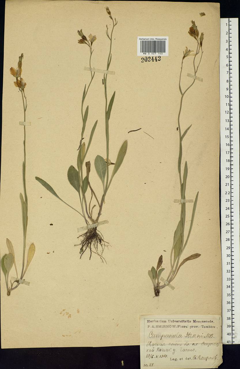 Campanula altaica Ledeb., Eastern Europe, Central forest-and-steppe region (E6) (Russia)