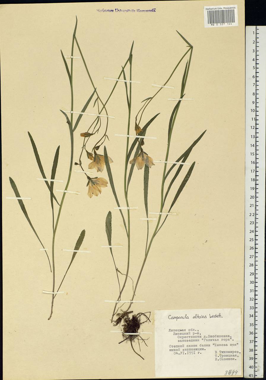 Campanula stevenii subsp. altaica (Ledeb.) Fed., Eastern Europe, Central forest-and-steppe region (E6) (Russia)