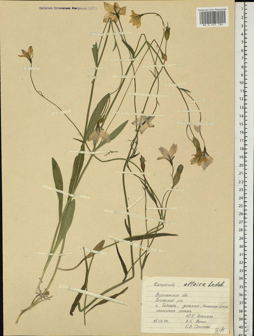 Campanula stevenii subsp. altaica (Ledeb.) Fed., Eastern Europe, Central forest-and-steppe region (E6) (Russia)