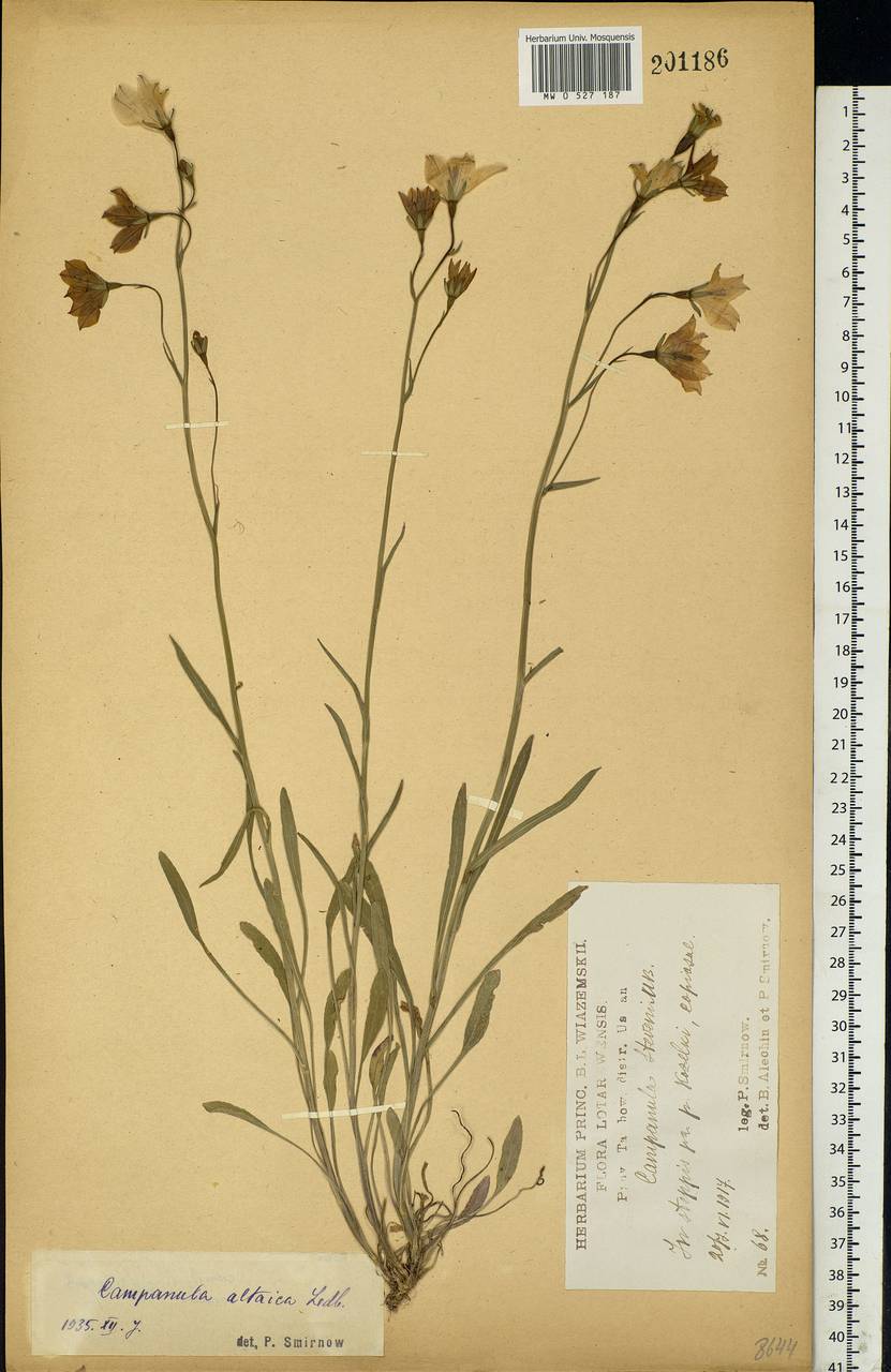 Campanula stevenii subsp. altaica (Ledeb.) Fed., Eastern Europe, Central forest-and-steppe region (E6) (Russia)