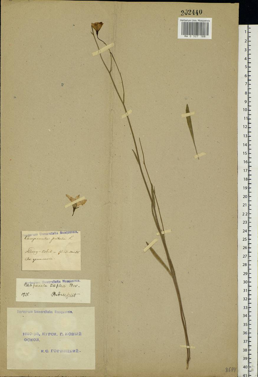 Campanula altaica Ledeb., Eastern Europe, Central forest-and-steppe region (E6) (Russia)