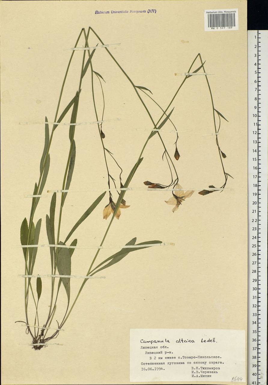 Campanula altaica Ledeb., Eastern Europe, Central forest-and-steppe region (E6) (Russia)