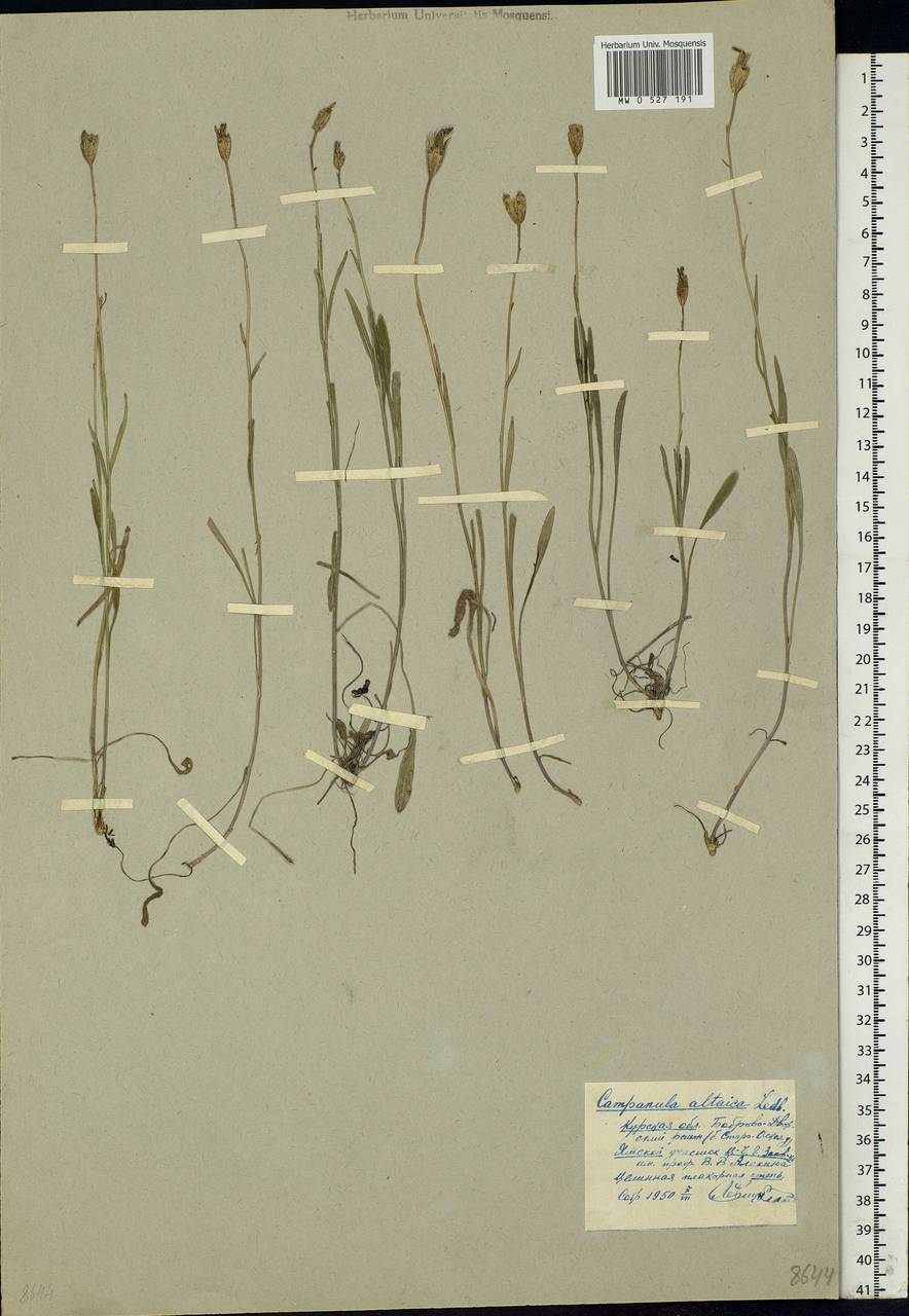 Campanula stevenii subsp. altaica (Ledeb.) Fed., Eastern Europe, Central forest-and-steppe region (E6) (Russia)