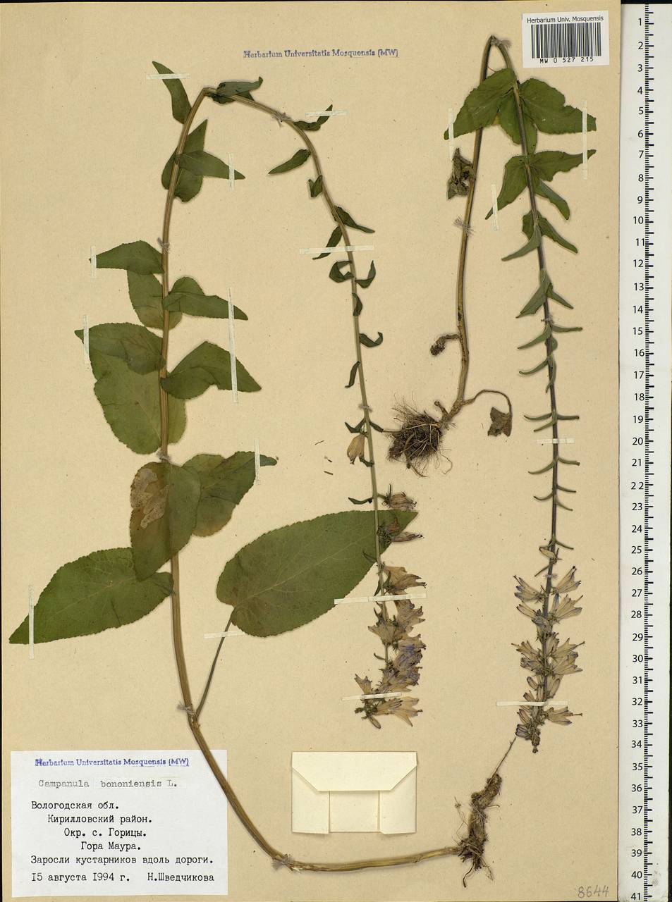 Campanula bononiensis L., Eastern Europe, Northern region (E1) (Russia)