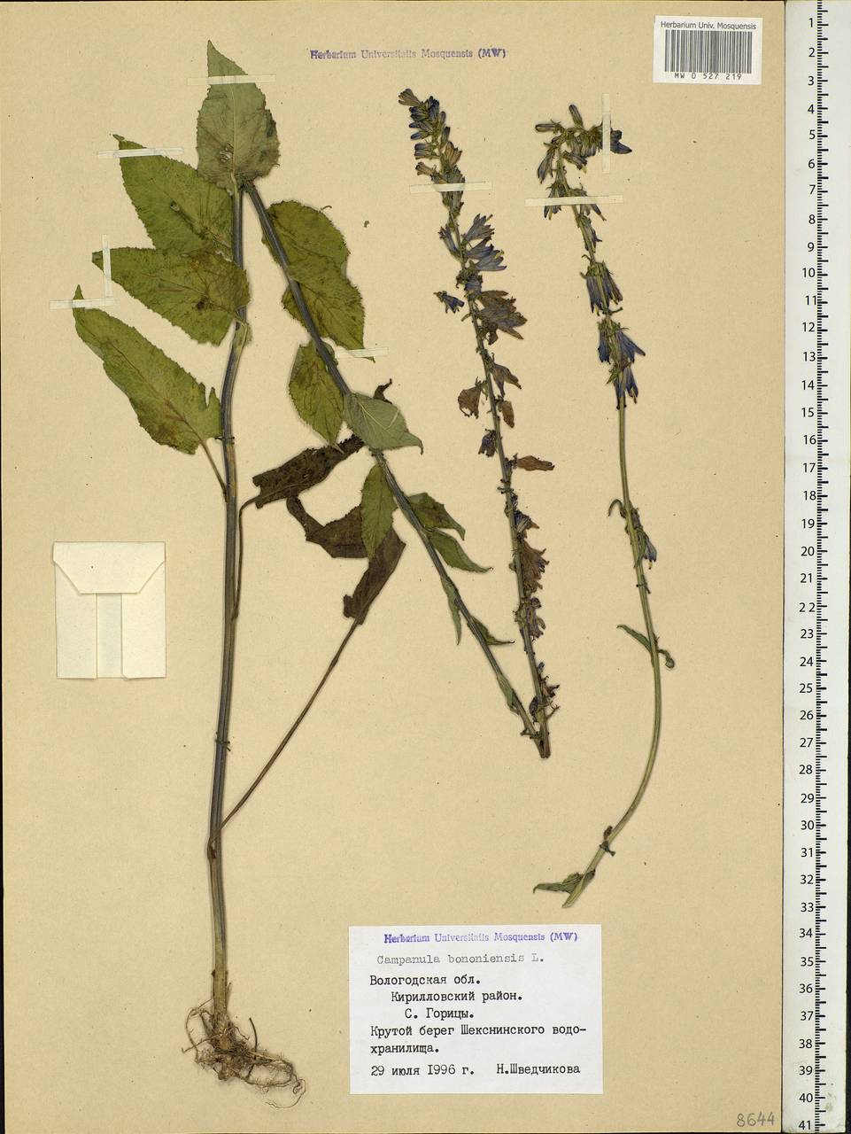 Campanula bononiensis L., Eastern Europe, Northern region (E1) (Russia)