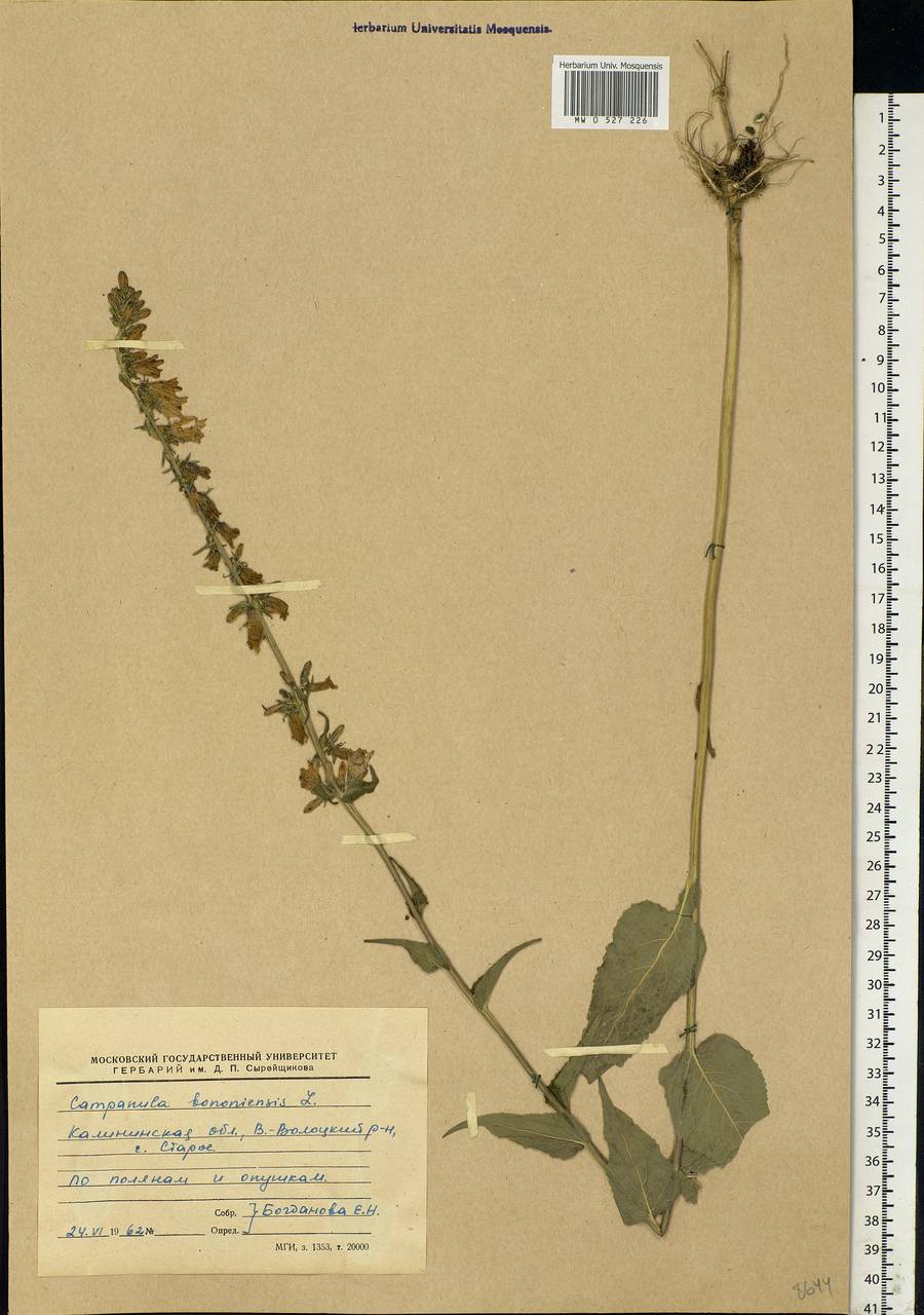 Campanula bononiensis L., Eastern Europe, North-Western region (E2) (Russia)