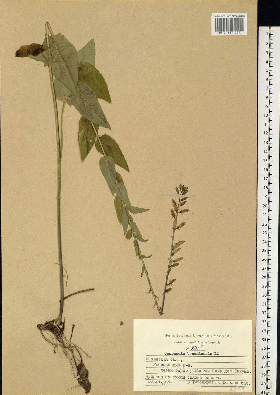 Campanula bononiensis L., Eastern Europe, Central region (E4) (Russia)