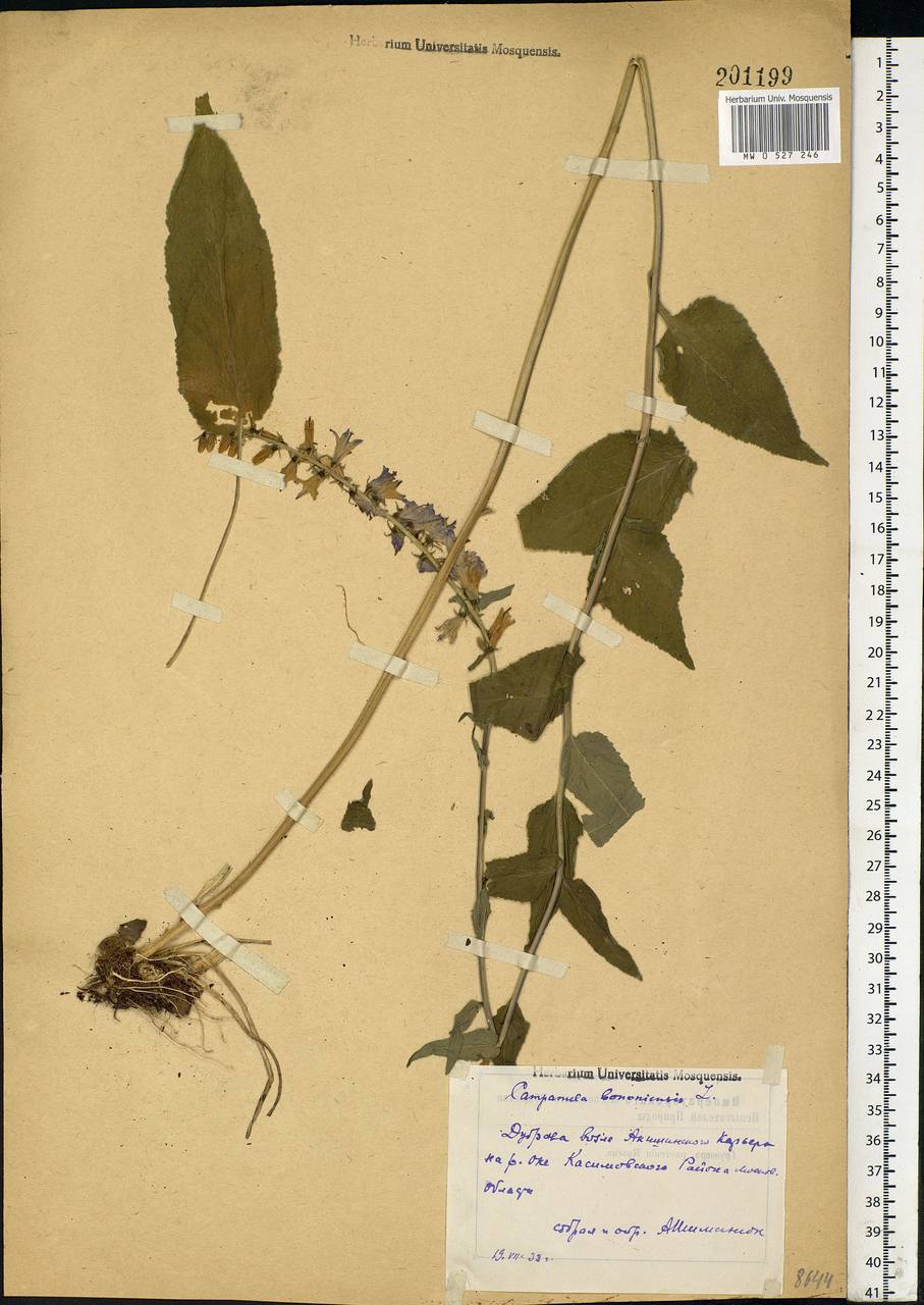 Campanula bononiensis L., Eastern Europe, Central region (E4) (Russia)