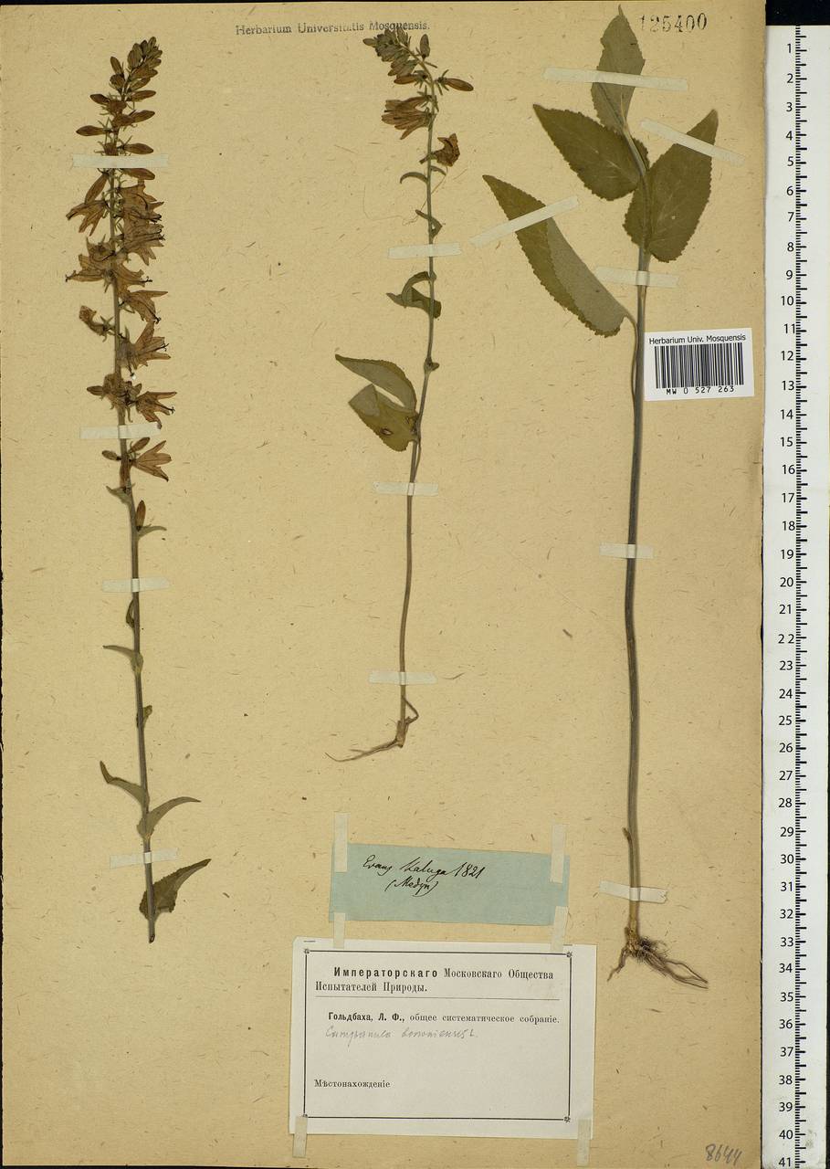 Campanula bononiensis L., Eastern Europe, Central region (E4) (Russia)