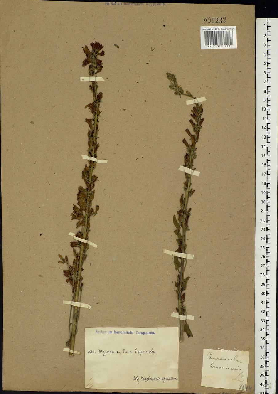 Campanula bononiensis L., Eastern Europe, Central region (E4) (Russia)