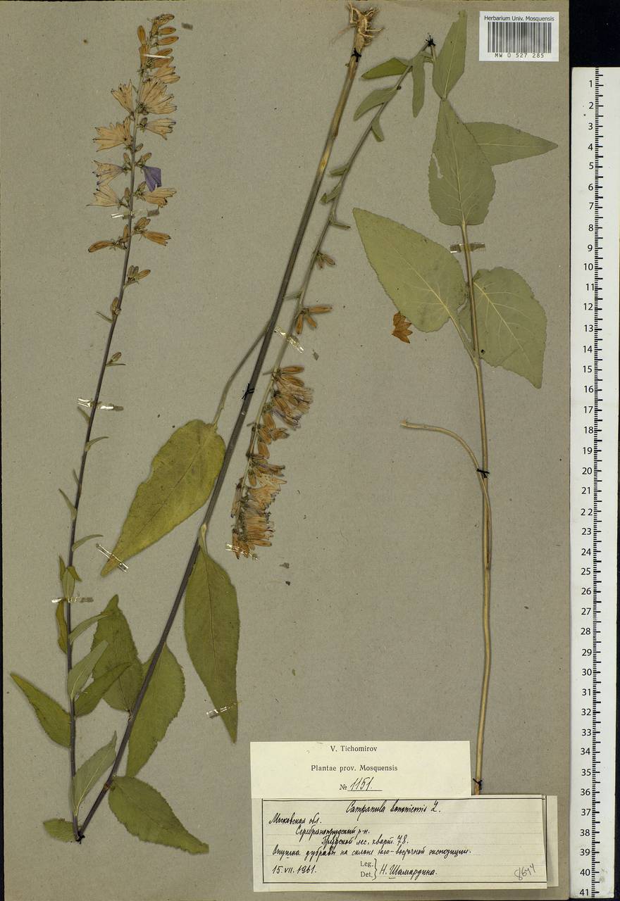Campanula bononiensis L., Eastern Europe, Moscow region (E4a) (Russia)