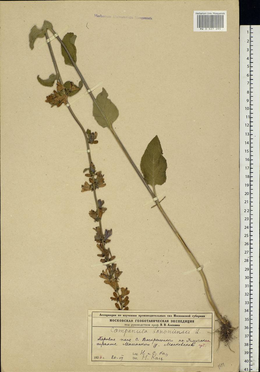 Campanula bononiensis L., Eastern Europe, Moscow region (E4a) (Russia)