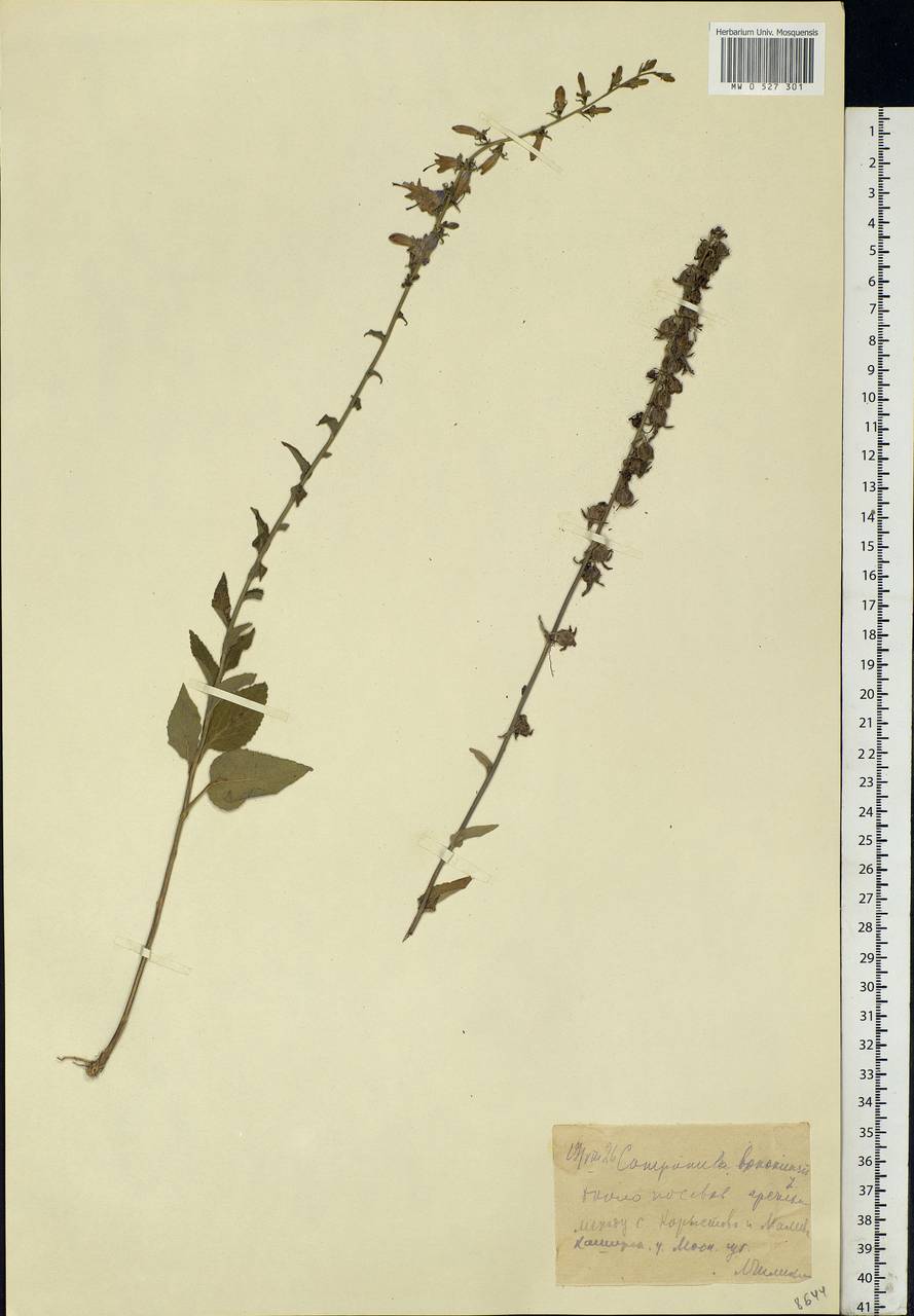 Campanula bononiensis L., Eastern Europe, Moscow region (E4a) (Russia)