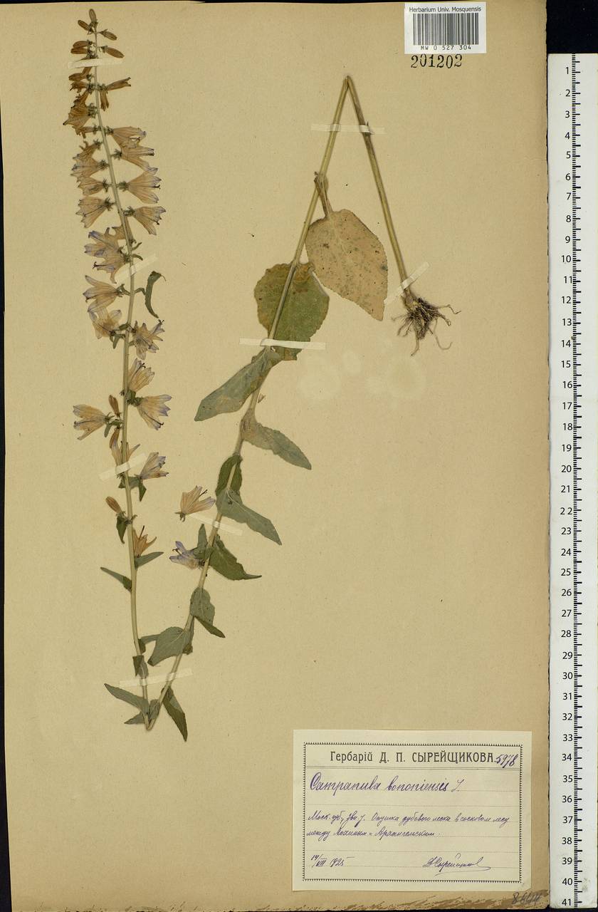 Campanula bononiensis L., Eastern Europe, Moscow region (E4a) (Russia)