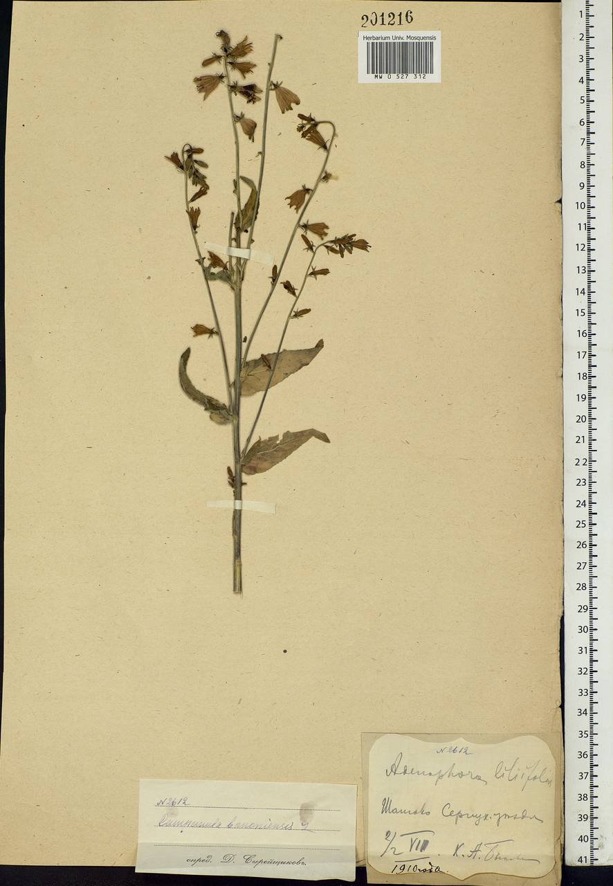 Campanula bononiensis L., Eastern Europe, Moscow region (E4a) (Russia)