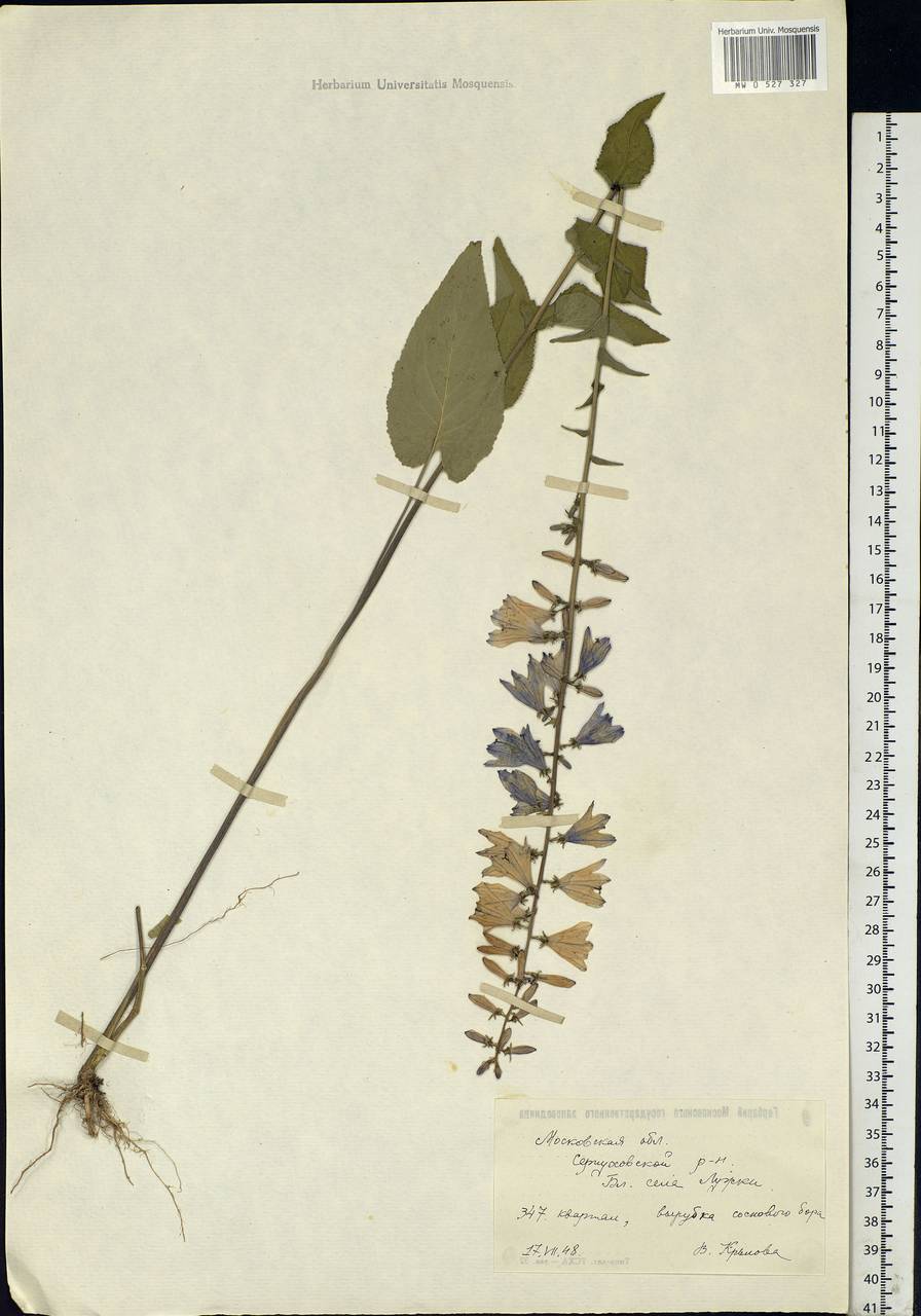 Campanula bononiensis L., Eastern Europe, Moscow region (E4a) (Russia)