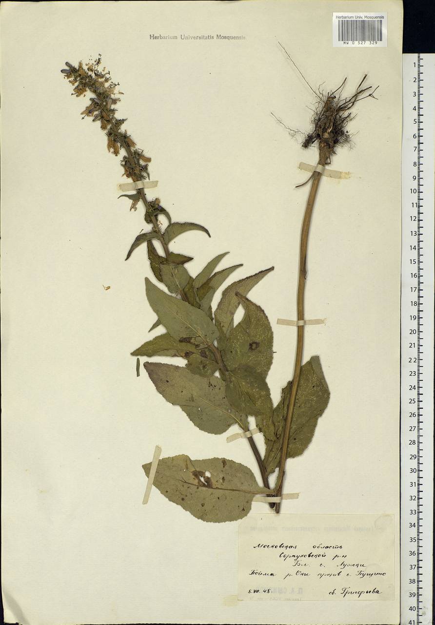 Campanula bononiensis L., Eastern Europe, Moscow region (E4a) (Russia)