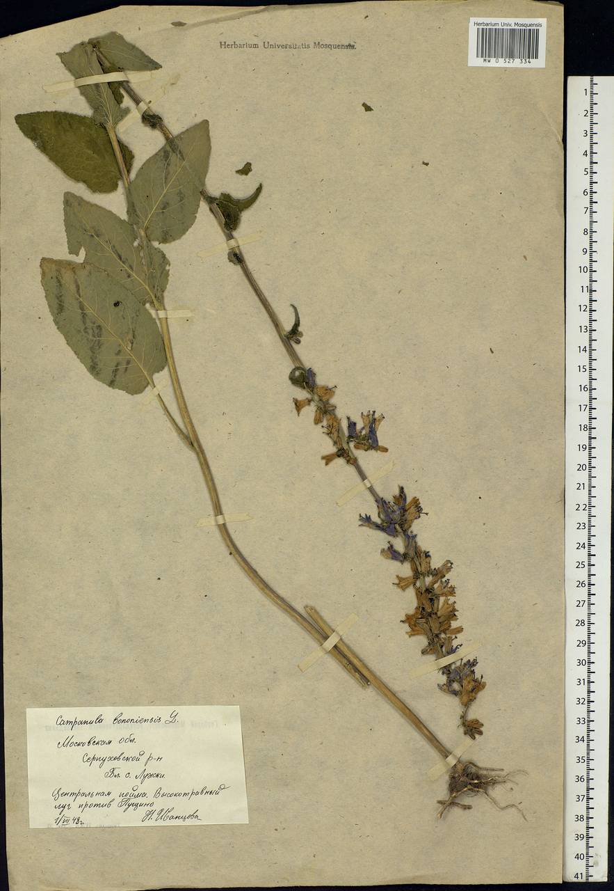 Campanula bononiensis L., Eastern Europe, Moscow region (E4a) (Russia)