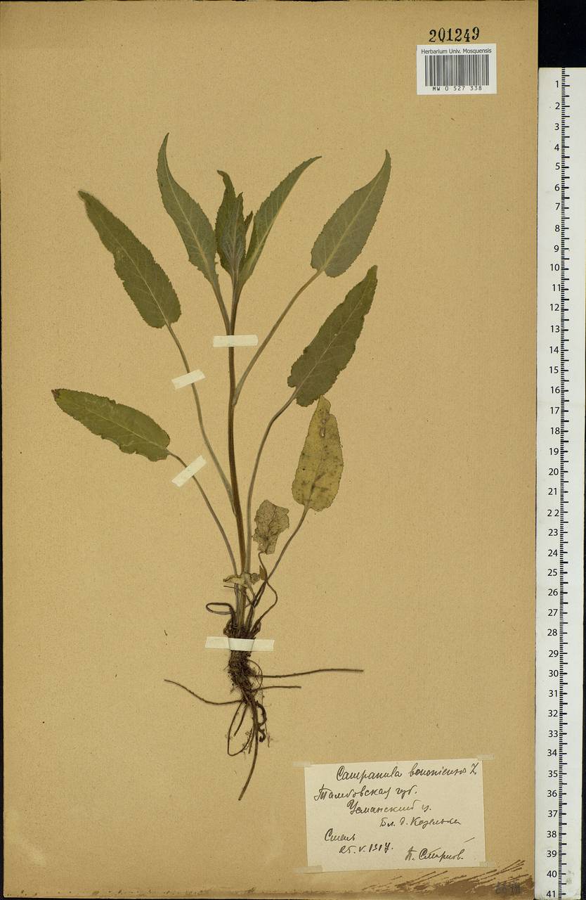Campanula bononiensis L., Eastern Europe, Central forest-and-steppe region (E6) (Russia)