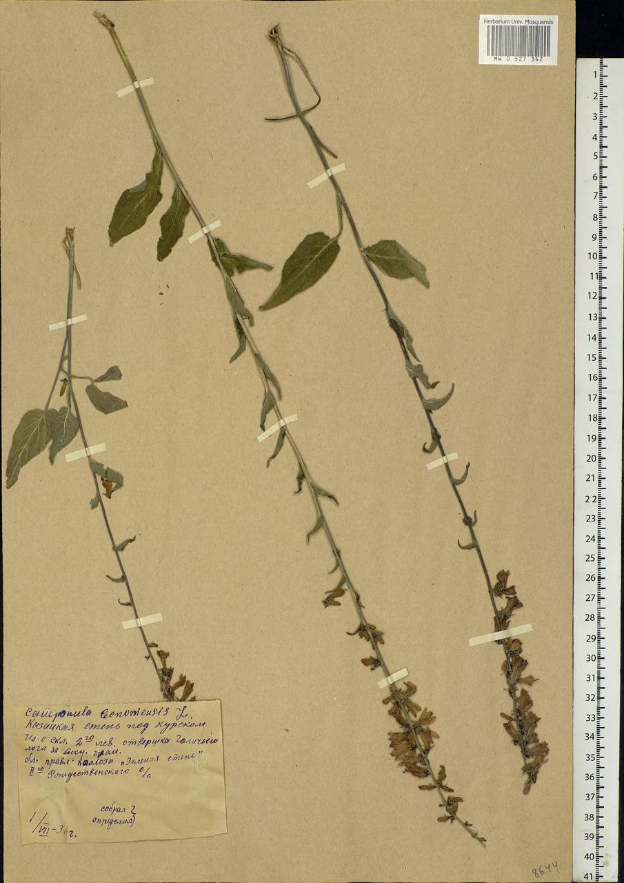 Campanula bononiensis L., Eastern Europe, Central forest-and-steppe region (E6) (Russia)