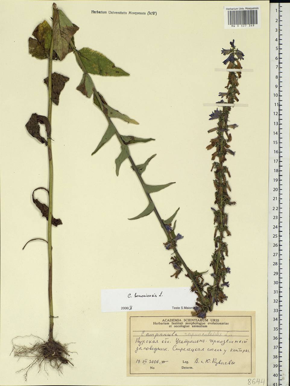 Campanula bononiensis L., Eastern Europe, Central forest-and-steppe region (E6) (Russia)