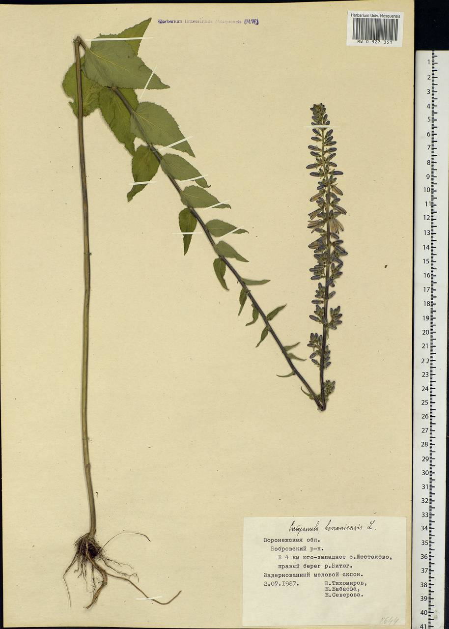 Campanula bononiensis L., Eastern Europe, Central forest-and-steppe region (E6) (Russia)