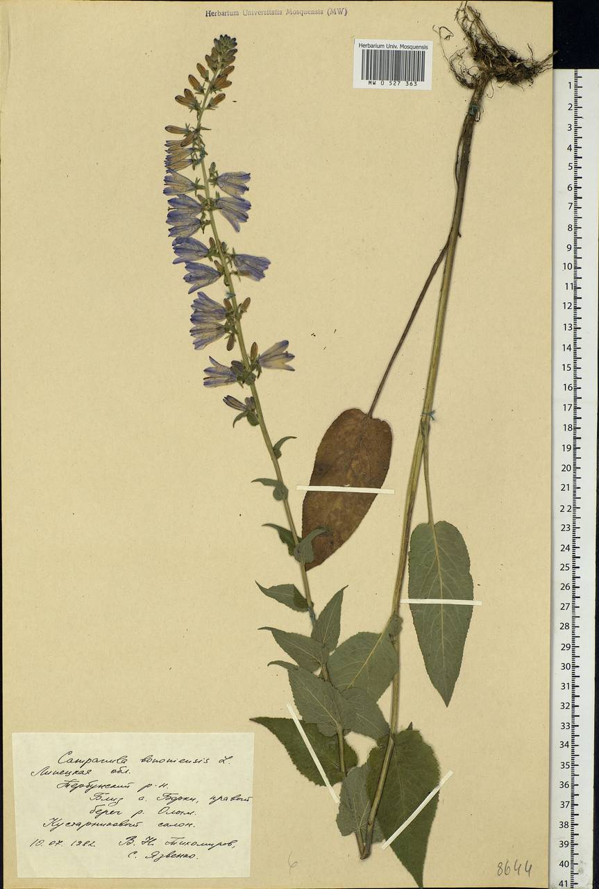 Campanula bononiensis L., Eastern Europe, Central forest-and-steppe region (E6) (Russia)