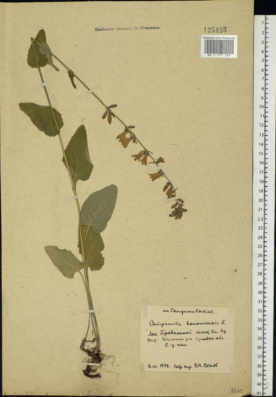 Campanula bononiensis L., Eastern Europe, Central forest-and-steppe region (E6) (Russia)