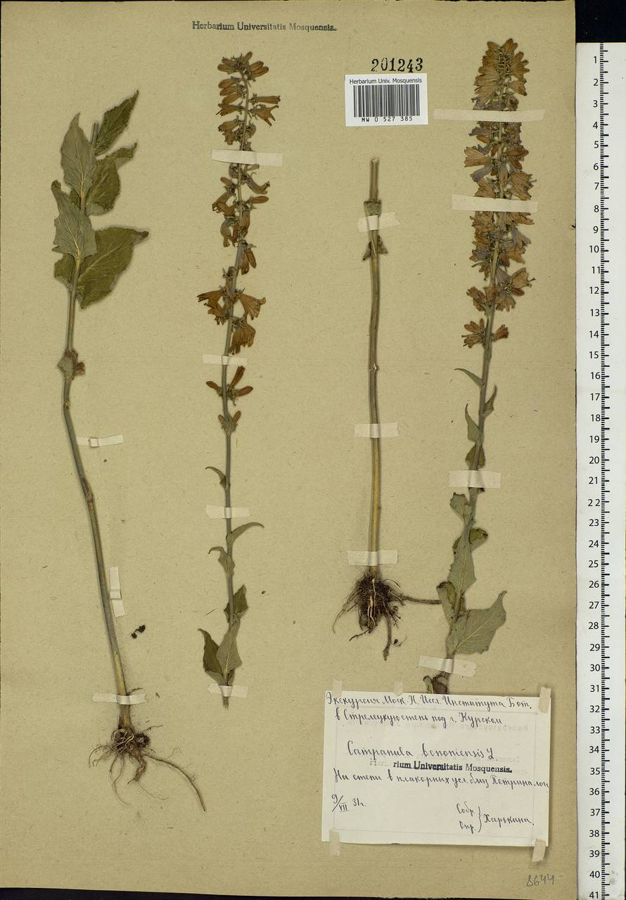 Campanula bononiensis L., Eastern Europe, Central forest-and-steppe region (E6) (Russia)