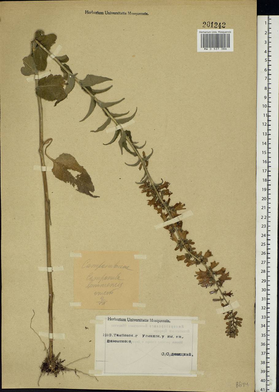 Campanula bononiensis L., Eastern Europe, Central forest-and-steppe region (E6) (Russia)