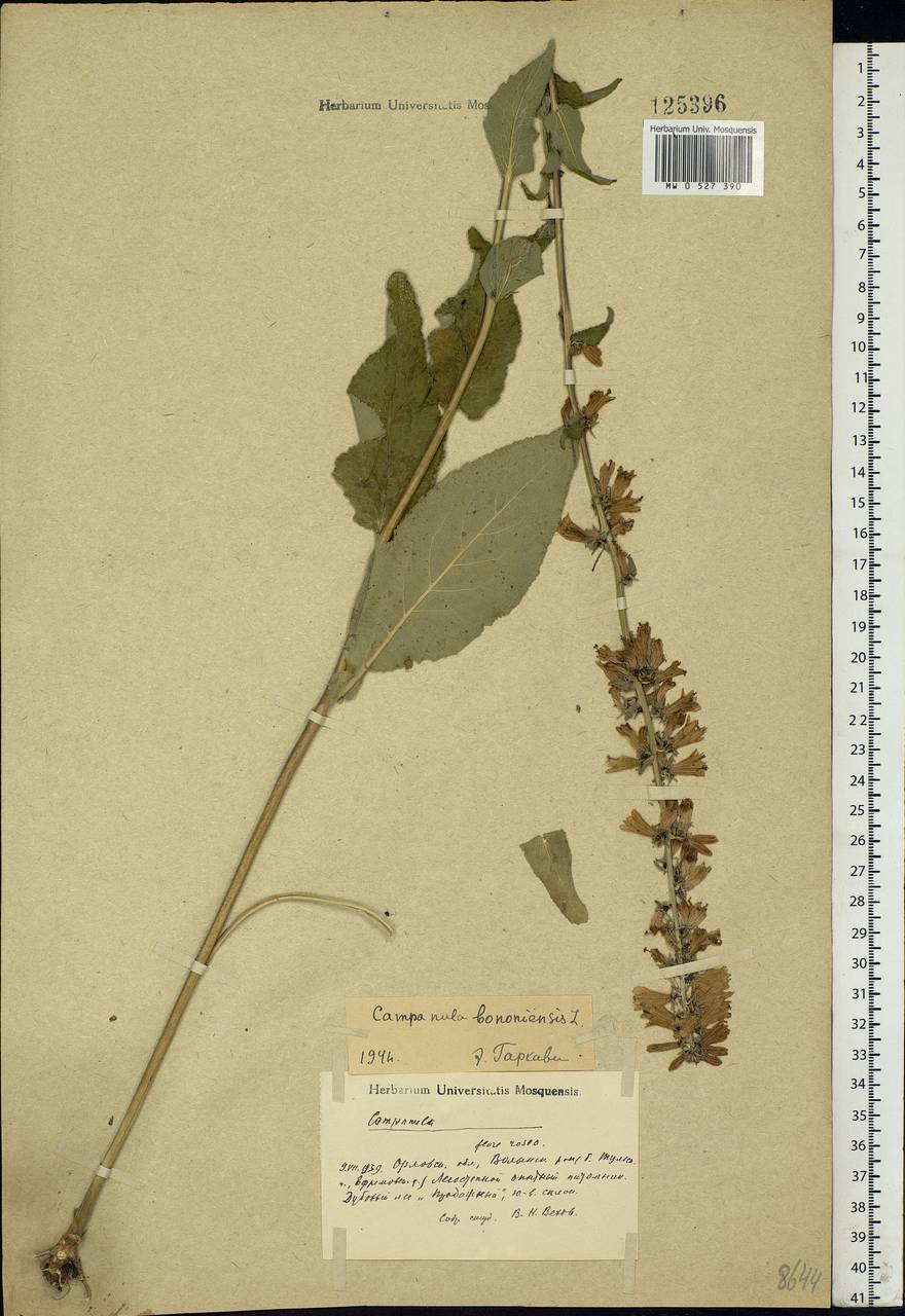 Campanula bononiensis L., Eastern Europe, Central forest-and-steppe region (E6) (Russia)