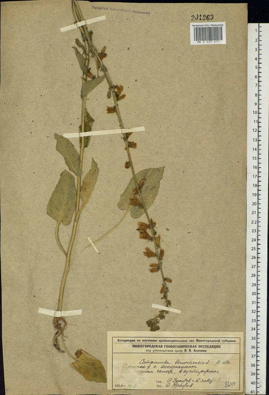 Campanula bononiensis L., Eastern Europe, Volga-Kama region (E7) (Russia)