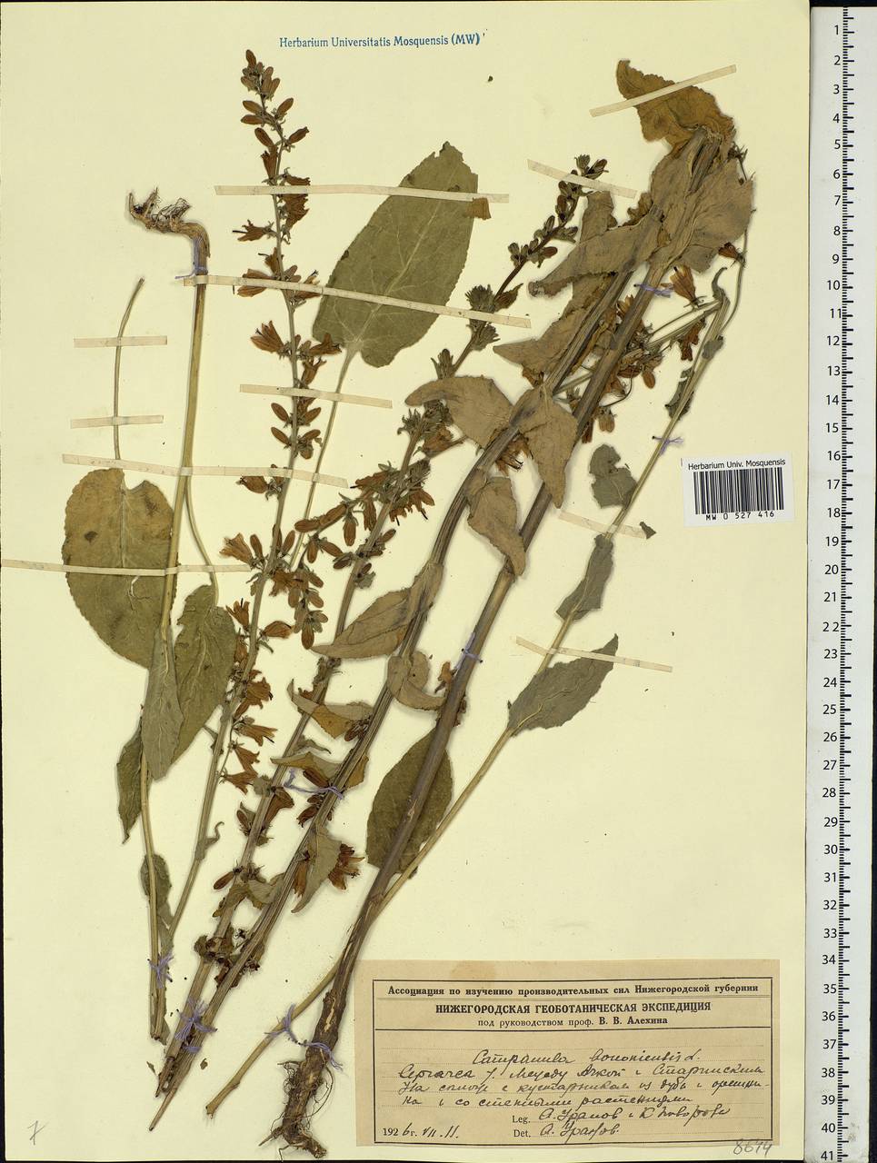 Campanula bononiensis L., Eastern Europe, Volga-Kama region (E7) (Russia)
